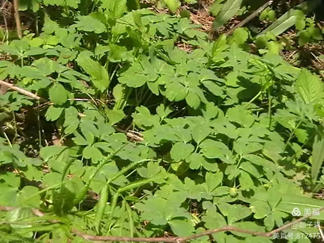 中华人民共和国药典一部一一251 两头尖